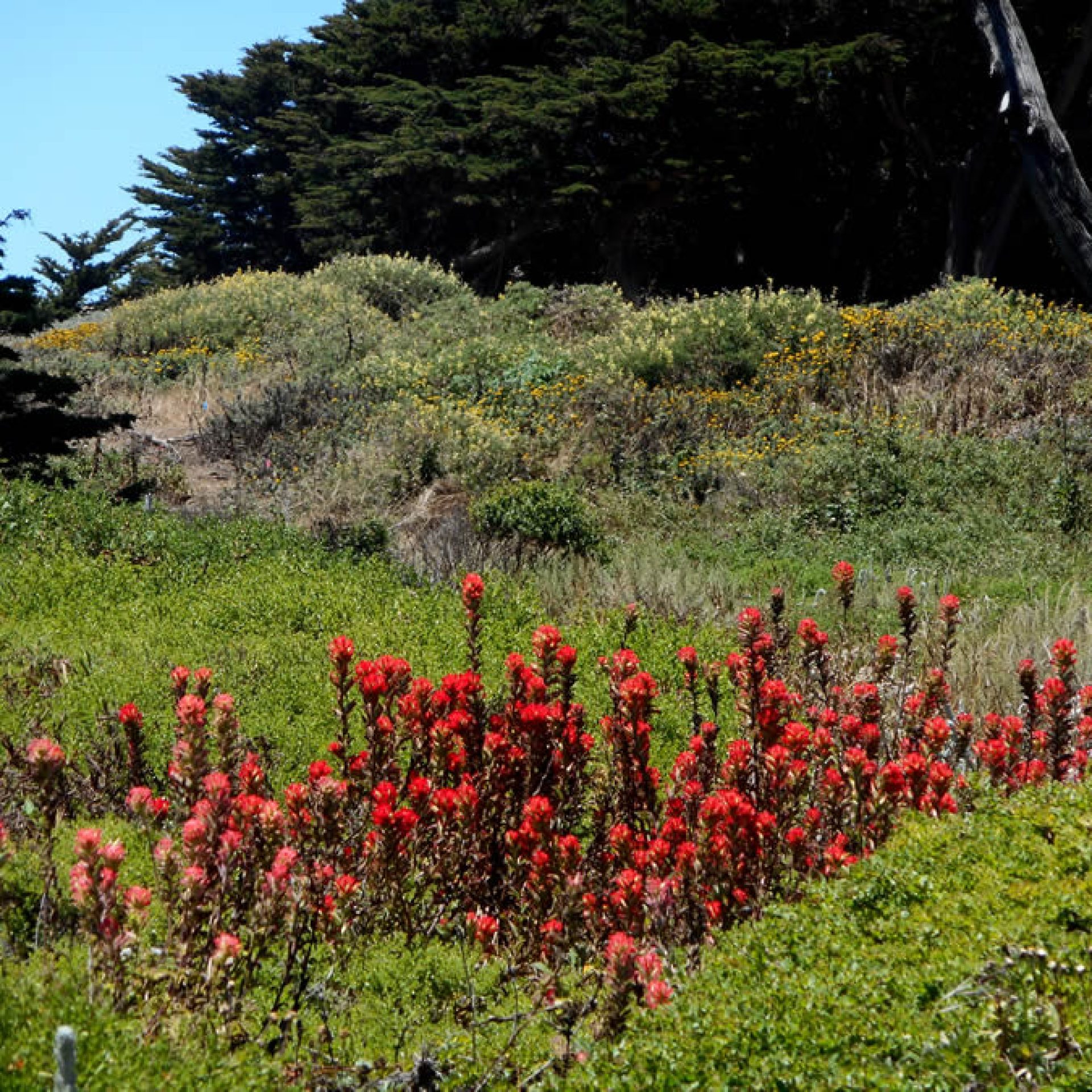 Flowers on San Francisco Coast