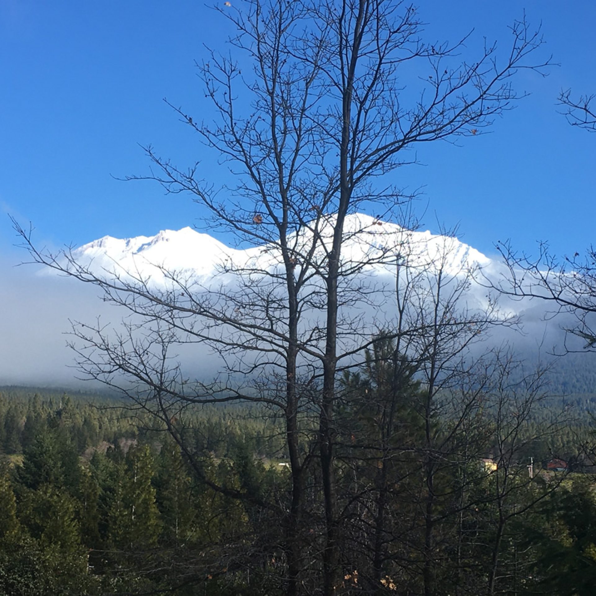 Mount Shasta