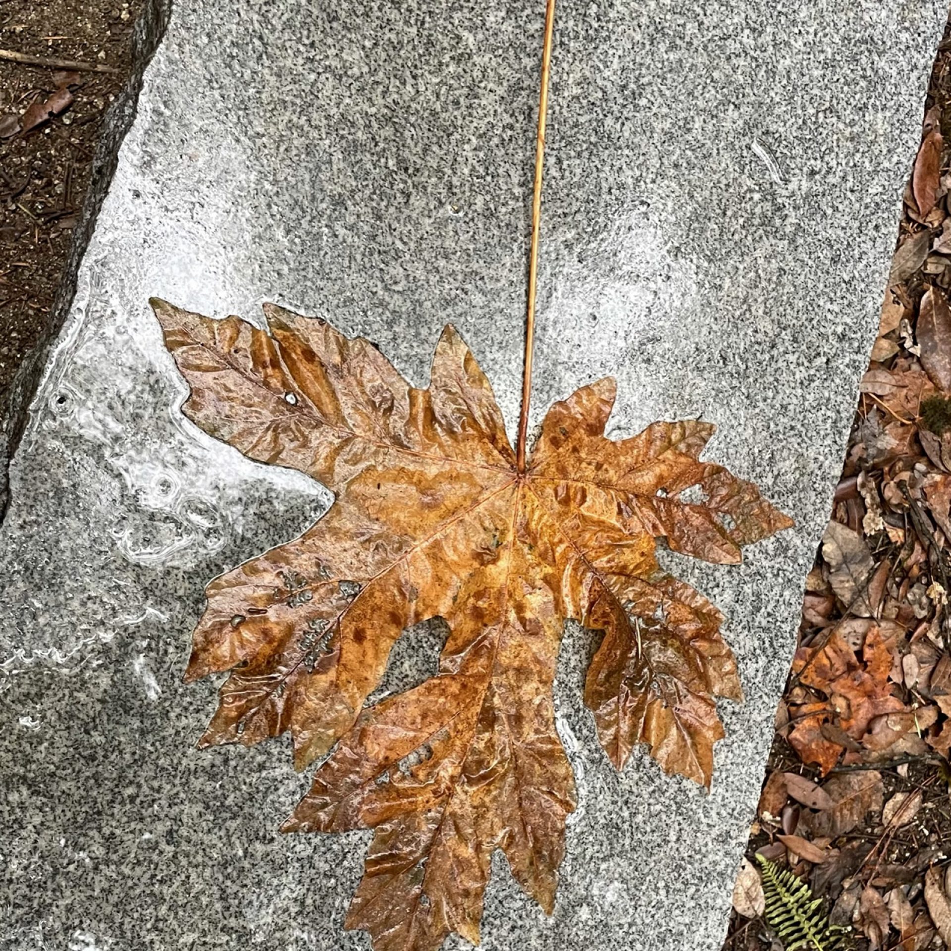 Leaf on Concrete