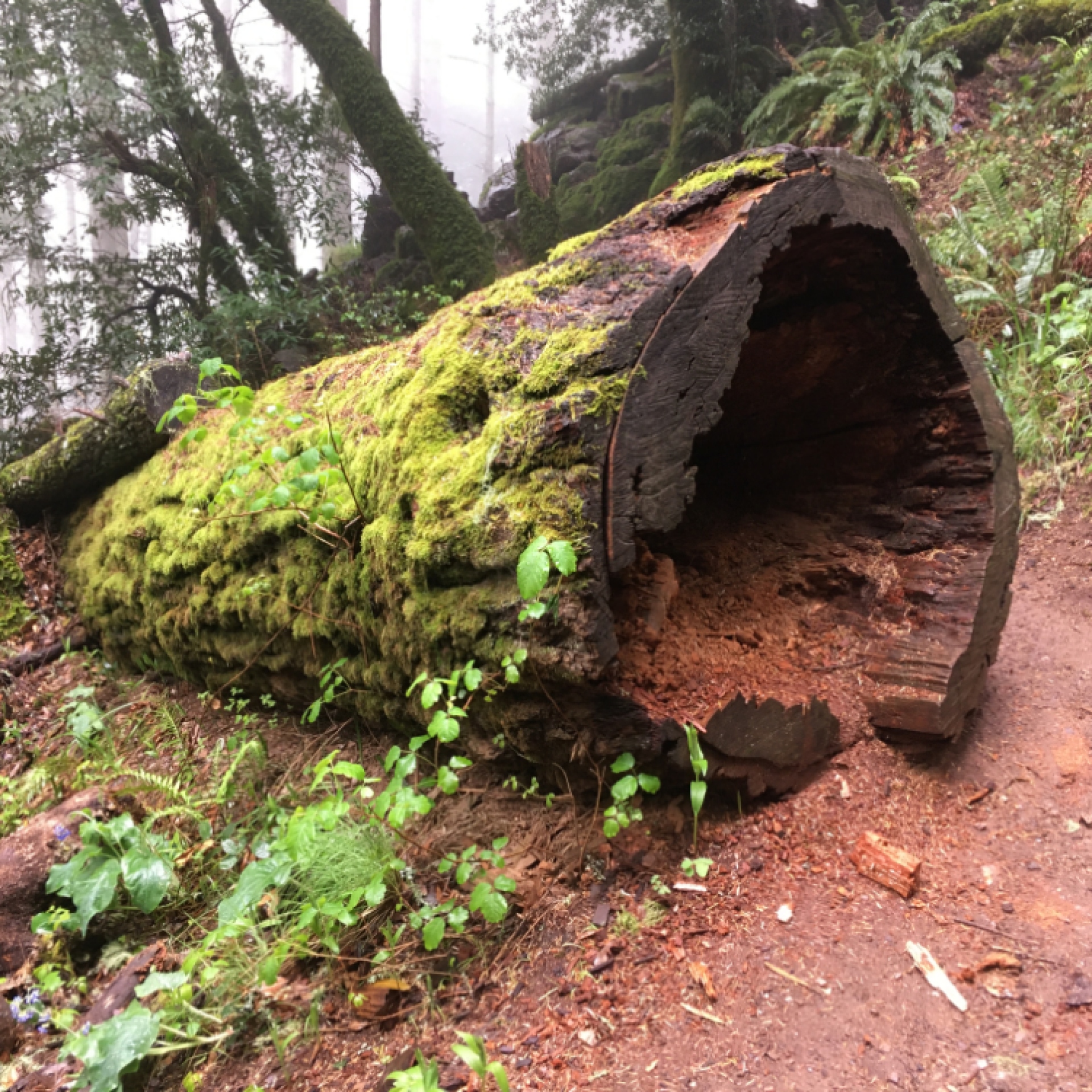Fallen Tree Matt Davis Trail