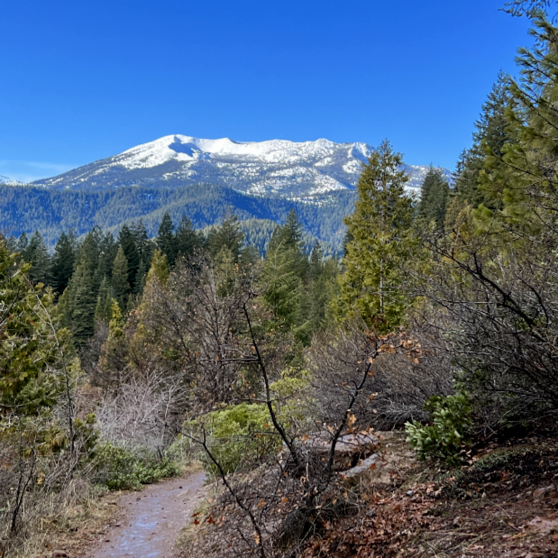 Path to the Mountains