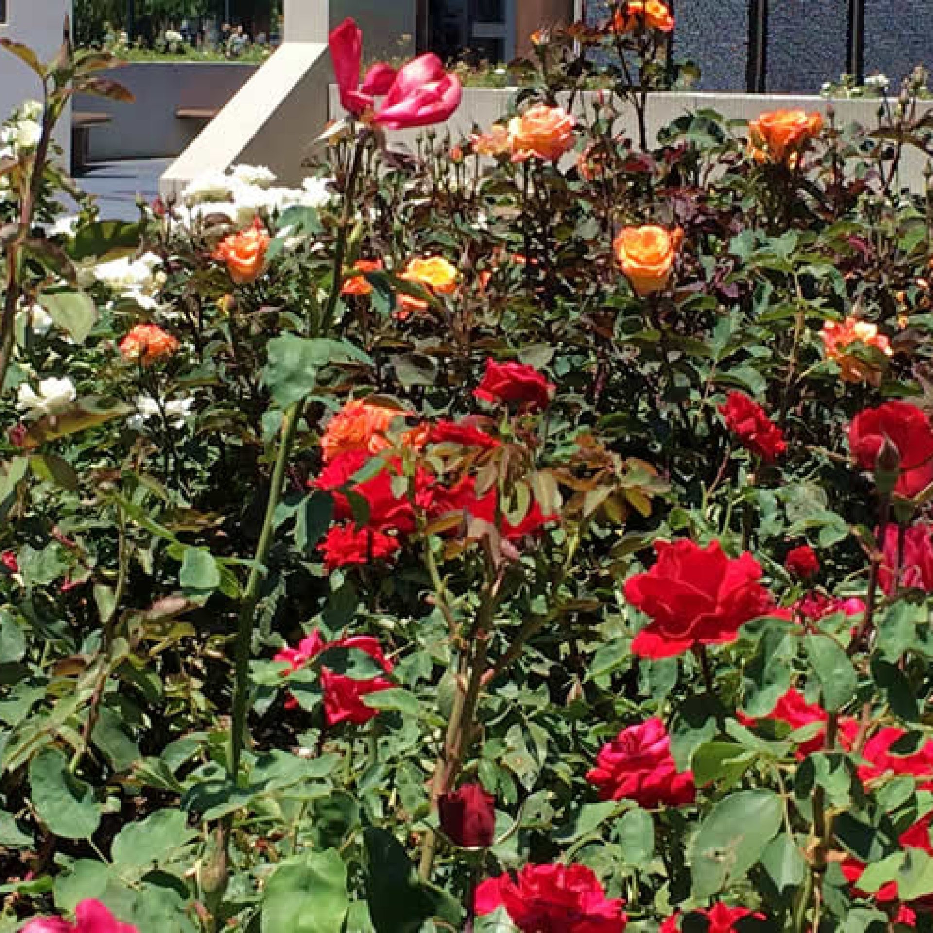 Rose Garden Sacramento