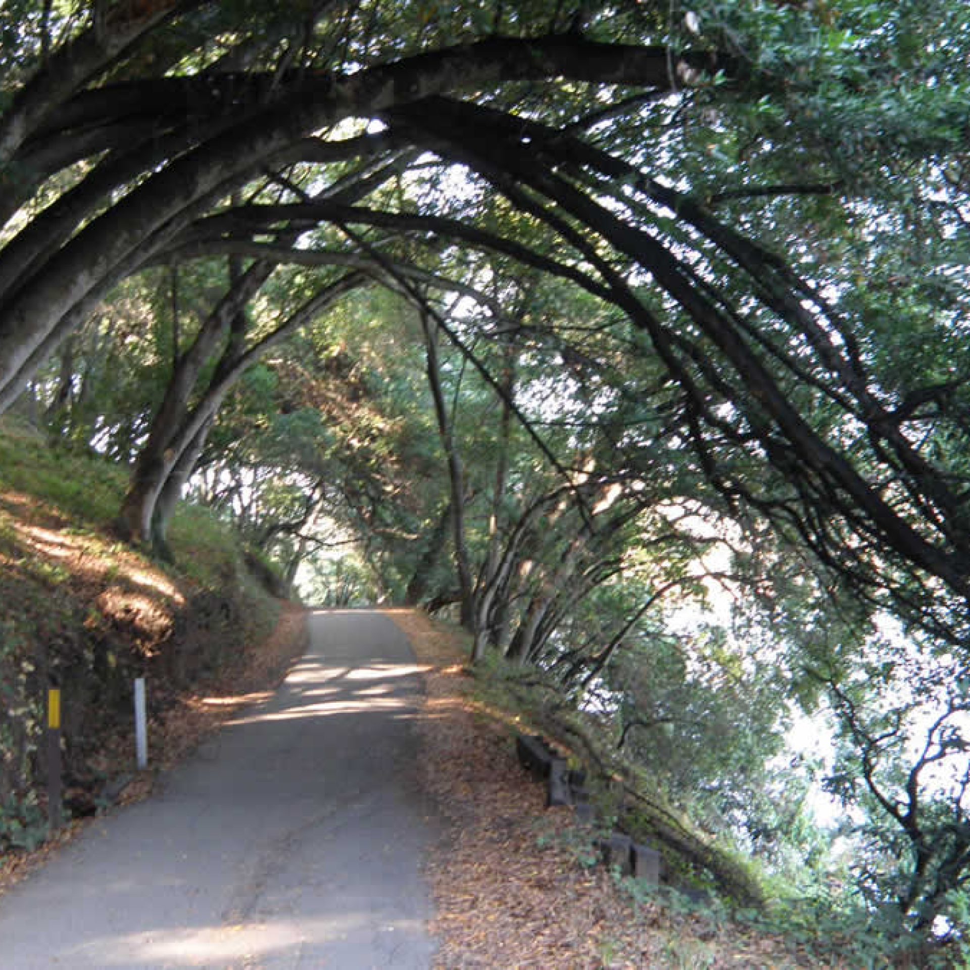 Lake Chabot Loop