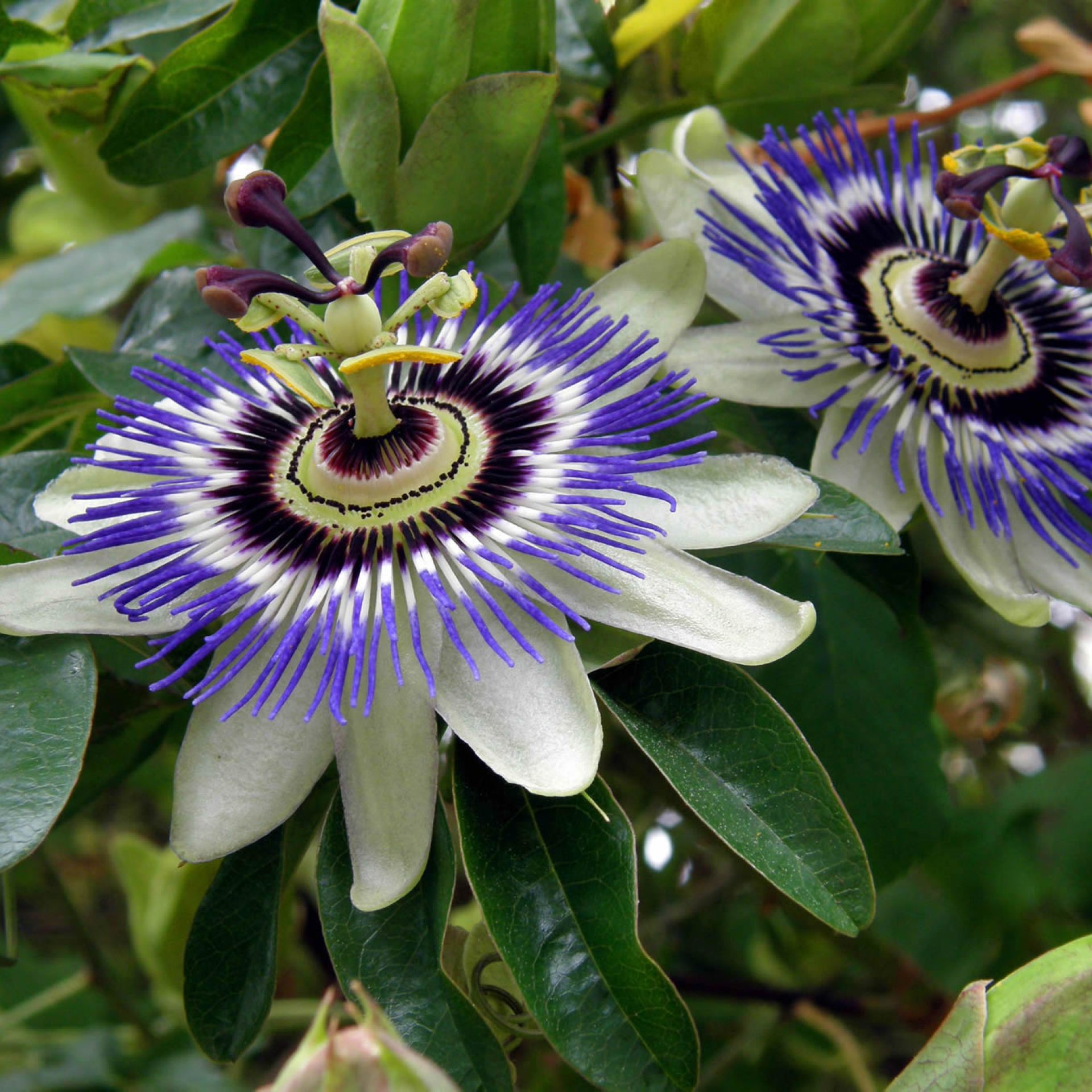 Passion Flowers